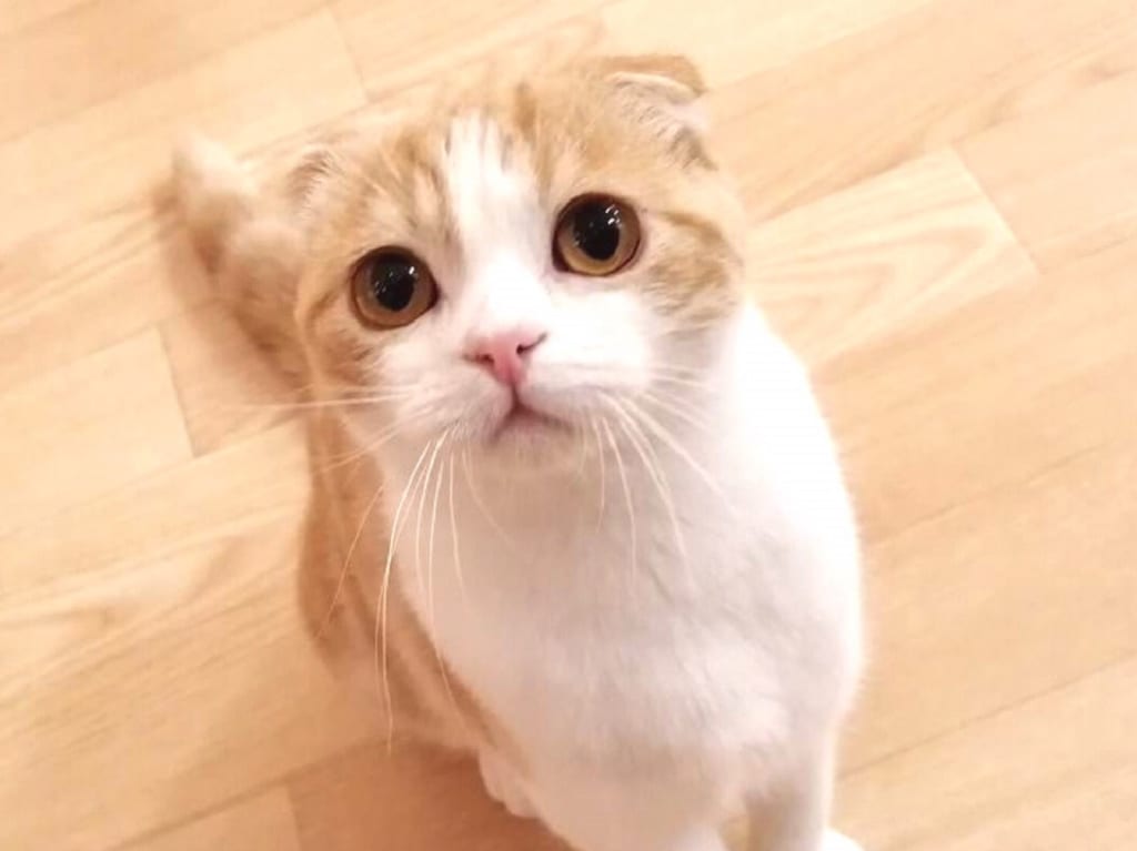 猫カフェ Puchi Marry ラソラ札幌店のまあちちゃん